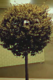 Bosso Magnol