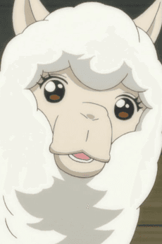 Alpaca